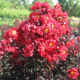 Lilas d'été à feuillage noir - Rouge / Lagerstroemia black solitaire rubra